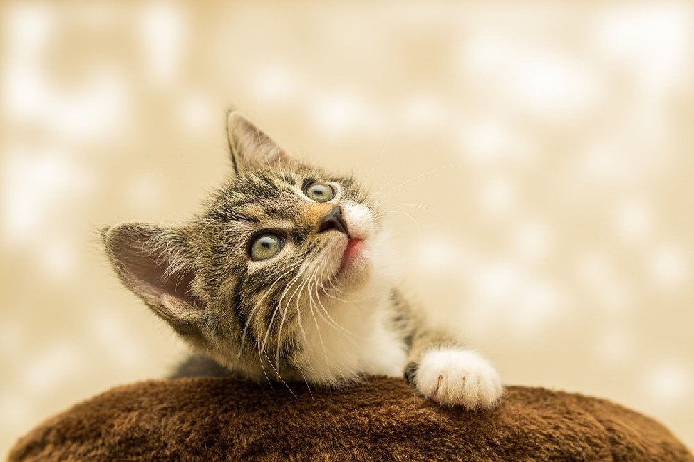 Adopcja kota - co warto o niej wiedzieć?